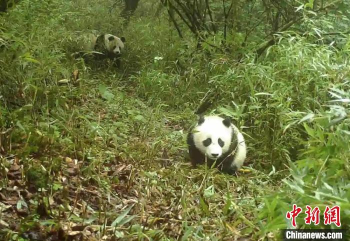 野生大熊貓母子。寶興融媒 供圖