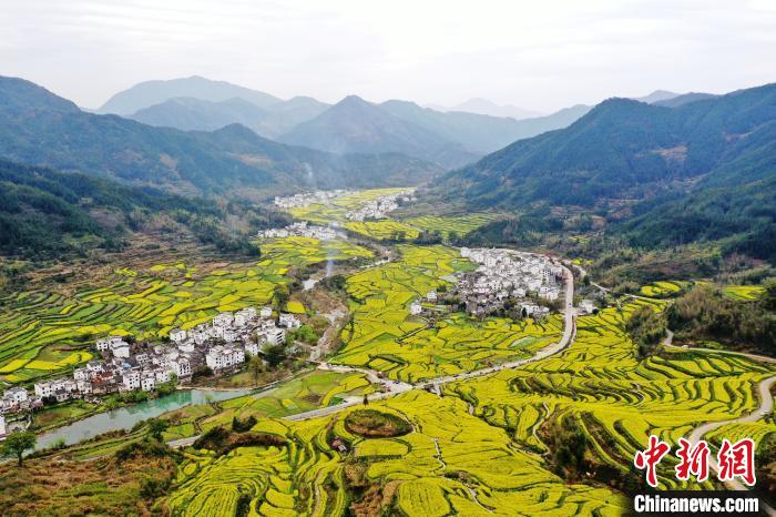 在被譽為“中國四大花海之一”的江西婺源縣江嶺景區(qū)，萬畝油菜花在漫山遍野的梯田間肆意綻放，金燦燦的油菜花與粉墻黛瓦的徽派民居相映成趣。(資料圖) 劉占昆 攝