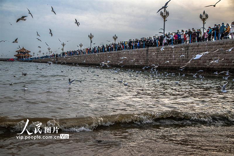 山東青島：海鷗翔集 再現(xiàn)靚麗風(fēng)景線【4】