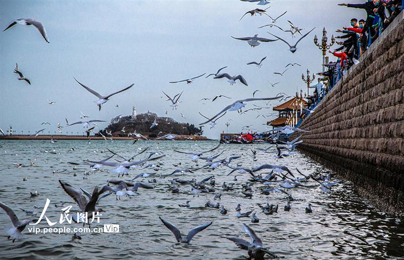 山東青島：海鷗翔集 再現(xiàn)靚麗風(fēng)景線【5】