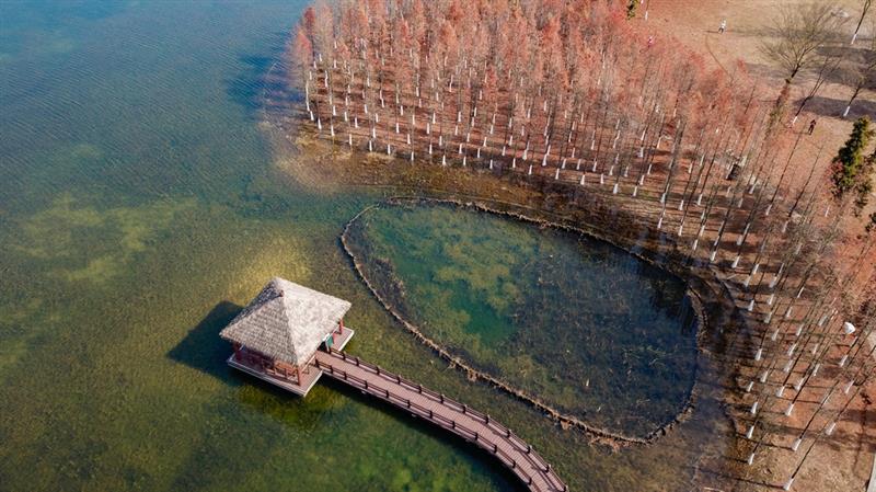 這是在湖南松雅湖國(guó)家濕地公園拍攝的水杉（12月30日無(wú)人機(jī)照片）。
