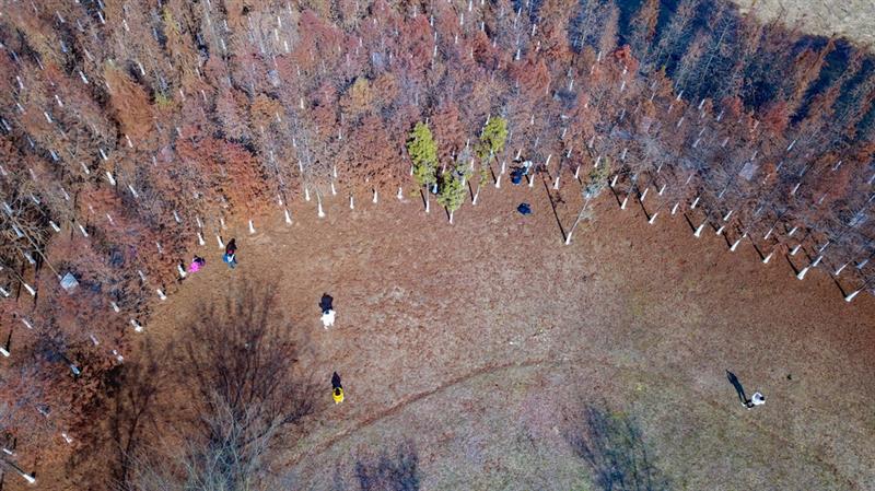 12月30日，市民在湖南松雅湖國(guó)家濕地公園觀賞水杉（無(wú)人機(jī)照片）。