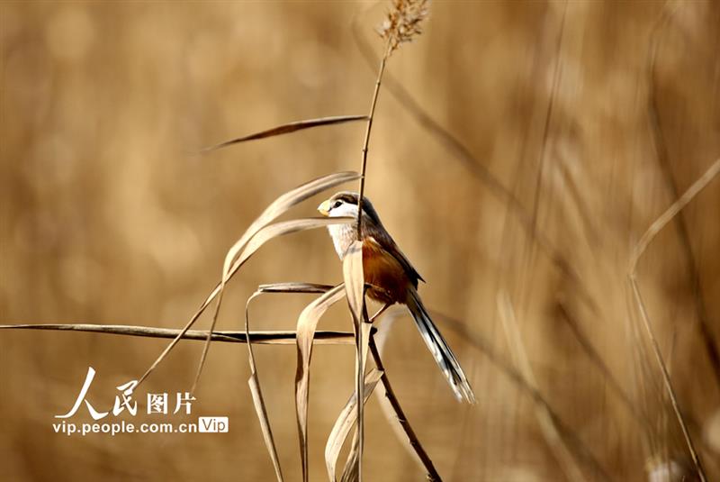 江蘇連云港：“鳥(niǎo)中大熊貓”震旦鴉雀濕地安家【5】