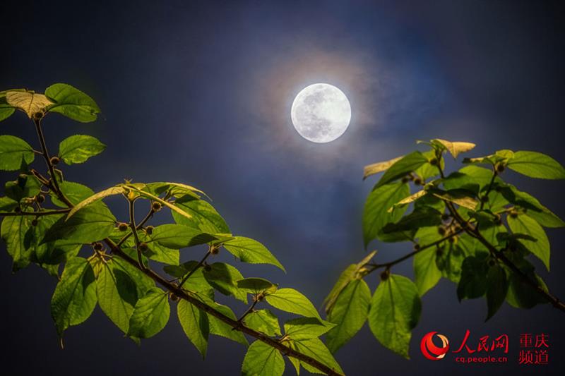 月是故鄉(xiāng)明，這一輪明月勾起了你的思念嗎？（攝于重慶渝中）。 戴建峰攝 