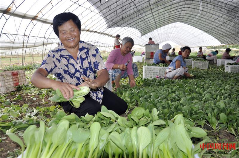 油菜種出綠色脫貧致富路.jpg