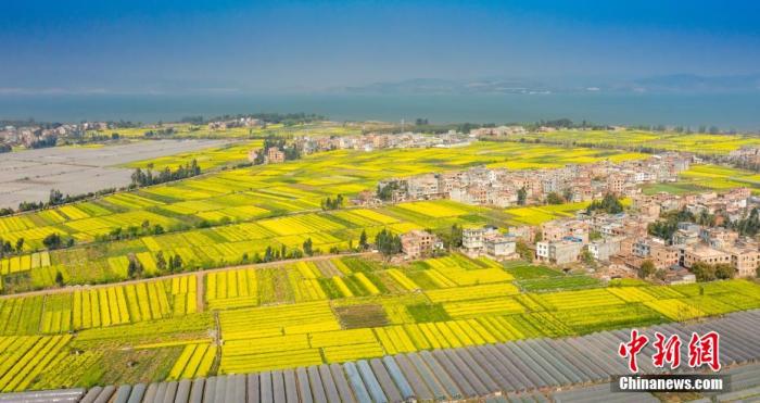 資料圖：陽春三月，油菜花灑滿了滇池南岸，醉了游人心。李雪艷 攝