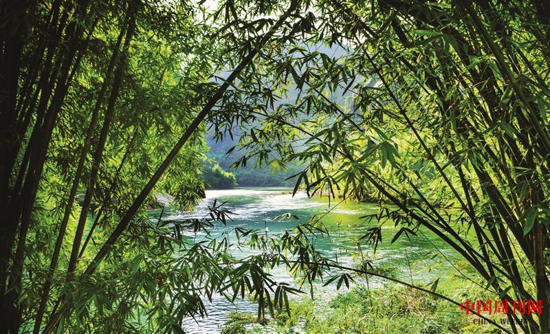 攝圖網(wǎng)_501177550_武夷山竹林（企業(yè)商用）.jpg