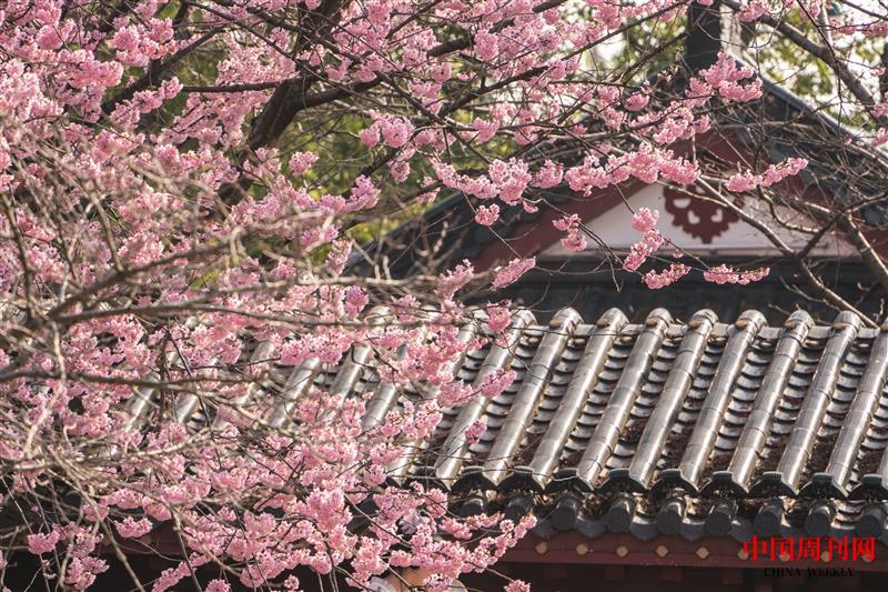 攝圖網(wǎng)_507699427_春天古建筑旁盛開的早櫻（企業(yè)商用）.jpg